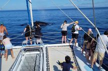 Late Morning Whale Watch Cruise from A'bay