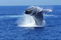 Late Morning Whale Watch Cruise from A'bay