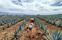 The Ultimate Tequila Experience: from Agave Field to Glass