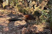 Blue Mountains Full Day Guided Tour 