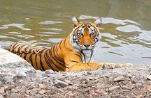 12 Days Adventurous Rajasthan Tour With Wildlife & Taj Mahal