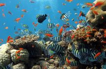 Day Tour To Nha Trang Coral Reef With BBQ Lunch & Mud Bath