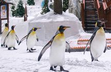 Ski Dubai Full Day Admission Ticket