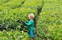 Tea Experience in the Exotic South of Mauritius Private tour.