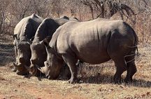  Rhino walking Safari