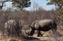  Rhino walking Safari