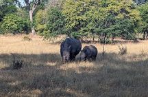  Rhino walking Safari