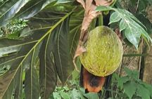 Private Tour: Discover Mahe Beyond the Ordinary