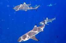 Full-day Lagoon Safari Tour with Lunch in Bora Bora - Shared tour