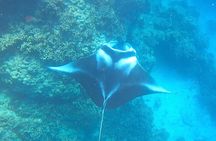 Full-day Lagoon Safari Tour with Lunch in Bora Bora - Shared tour