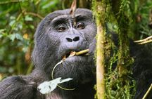 3 Day Guided Gorilla Tracking Safari At Bwindi National Park 