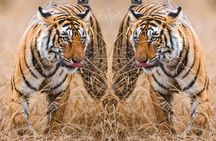 4 Day Golden Triangle with Ranthambore Tiger Safari from Delhi