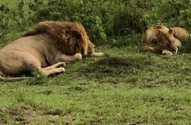 Half Day Tour To Nairobi National Park and Giraffe Center
