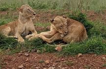 Half Day Tour To Nairobi National Park and Giraffe Center