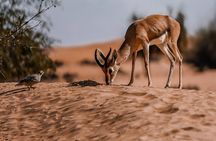 Dubai Red Dunes Safari: Dune Bashing, Camel Ride & Breakfast