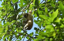 Bangkok to Ayutthaya and Khao Yai National park (4 days)