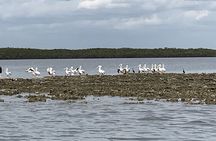 90-Minute Guided Eco Airboat Tour in Homosassa