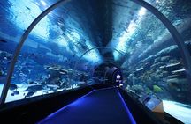 Private Hamad Port Tour in Mesaieed |Aquarium |Maritime Museum