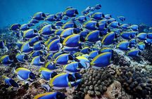 Mnemba Dolphin Tour, Cooking Class, Spice Tour, Horseback Riding