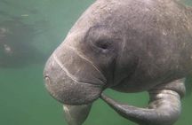 Semi-Private Manatee Swim Tour With In-Water Guide/Photographer