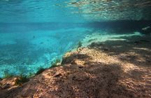 Semi-Private Manatee Swim Tour With In-Water Guide/Photographer