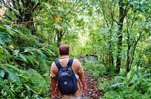 Bali Jungle Trekking in Beautiful Rainforest