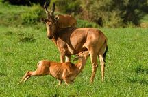 Murchison Falls 3 Day Tour with Private Transportation