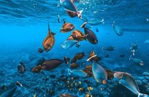 2 day tour and snorkel to meet Manta Rays in Nusa Penida