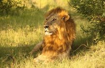 Moremi Full Day Trip In The World Renowned Moremi Game Reserve