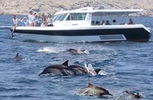Experience Dolphin watching and snorkeling in Muscat