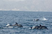 Experience Dolphin watching and snorkeling in Muscat