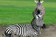 Private Multi Day Serengeti Safari