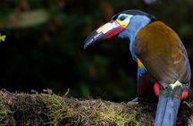 PRIVATE Tour, Mindo Cloud Forest: Poultry, Chocolate, Nature,