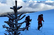 Ascent of the Llaima Volcano 