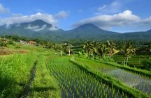 Jatiluwih VW Safari Bali Tour - Volkswagen Classic Car Trip