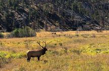 Fall Private Elk Rut Rocky Mountain National Park Tour