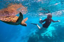  Eco Friendly Sea Scooter Turtle Tour in Rarotonga 