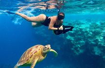  Eco Friendly Sea Scooter Turtle Tour in Rarotonga 