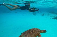  Eco Friendly Sea Scooter Turtle Tour in Rarotonga 