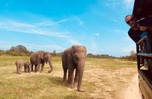 Udawalawe National Park Half Day Jeep Safari (Private Tour)