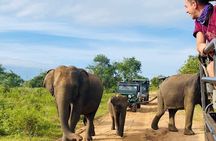 Udawalawe National Park Half Day Jeep Safari (Private Tour)