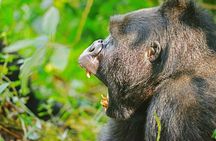 8 Days Uganda Gorilla, Chimp and Wildlife Safari