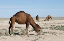 2 Days Private Tour To Aral Sea from Nukus.