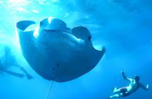 Nusa Penida Snorkeling Tour - Departure From Bali