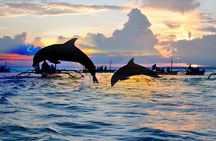 Amazing Bali Dolphin Watching Trip Experience