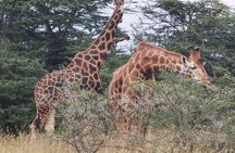 Nairobi National Park and Giraffe Centre Guided Safari Tour