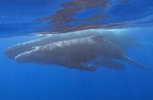 Observe and Swim with Whales in Tahiti