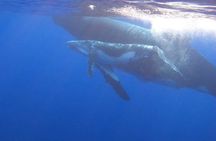 Observe and Swim with Whales in Tahiti