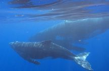 Observe and Swim with Whales in Tahiti