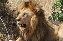 Nairobi National Park and Giraffe Centre Guided Safari Tour